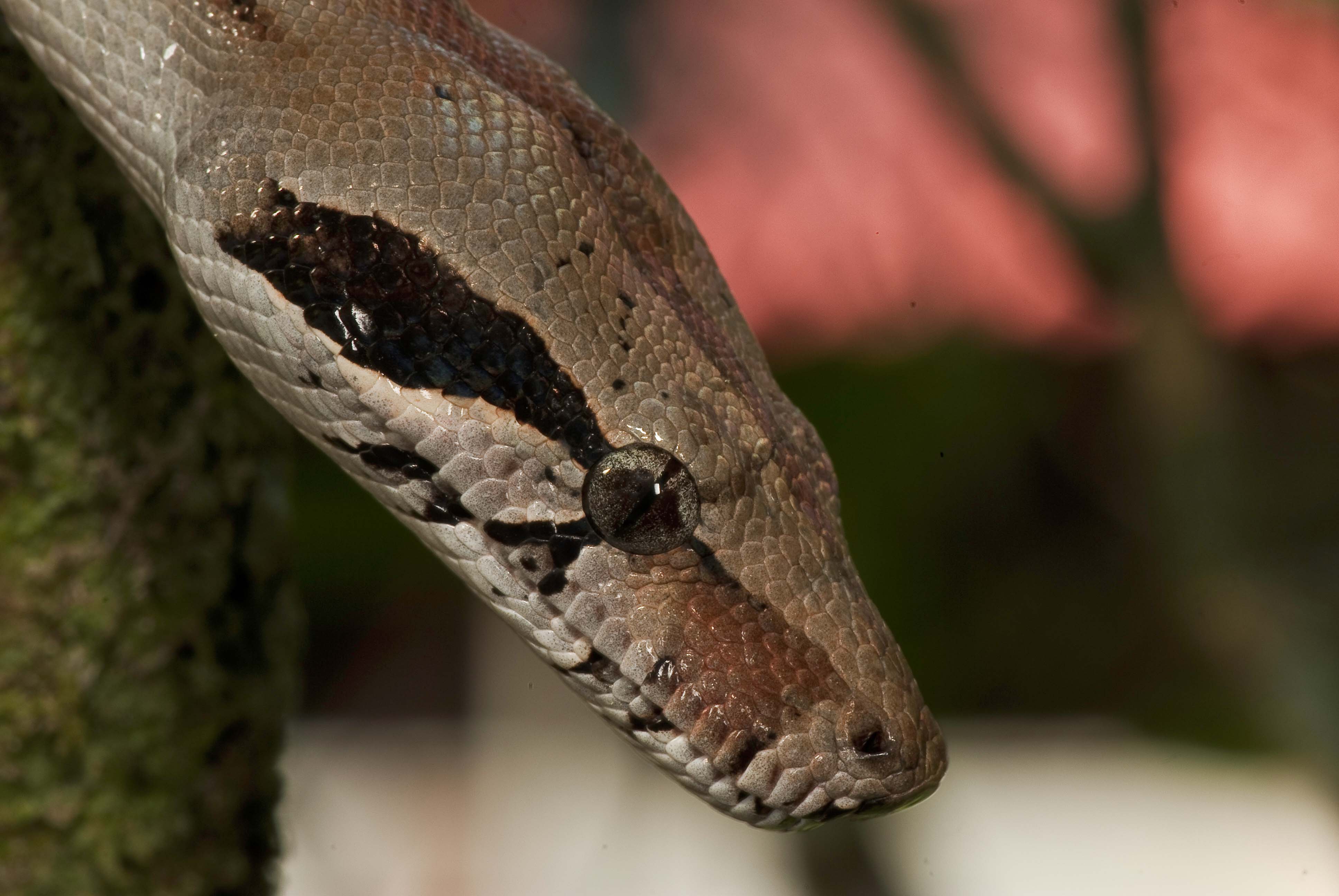 types of boa constrictors